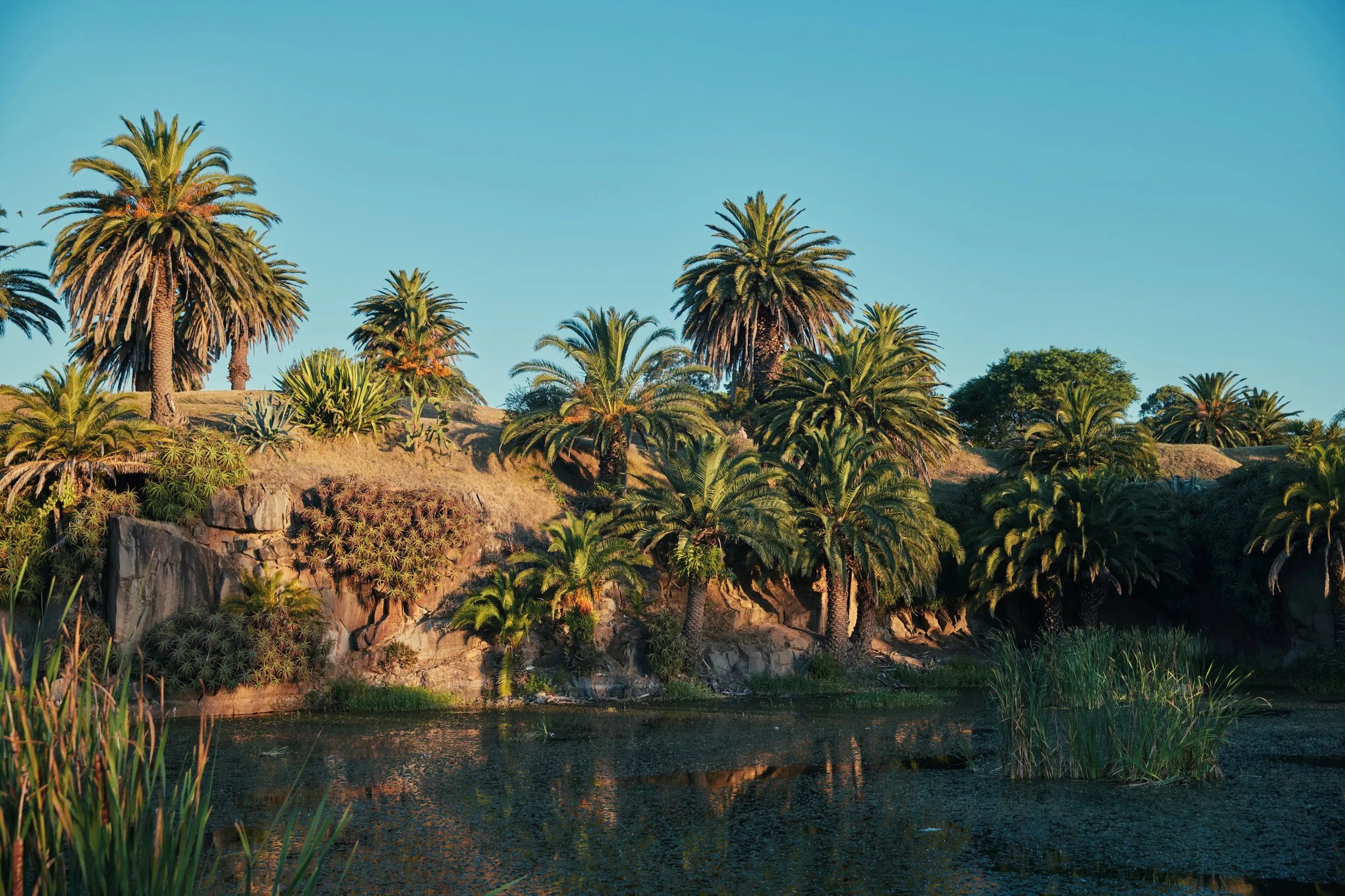Las palmeras y el lago del Parque Rodó, en la luz de la tarde