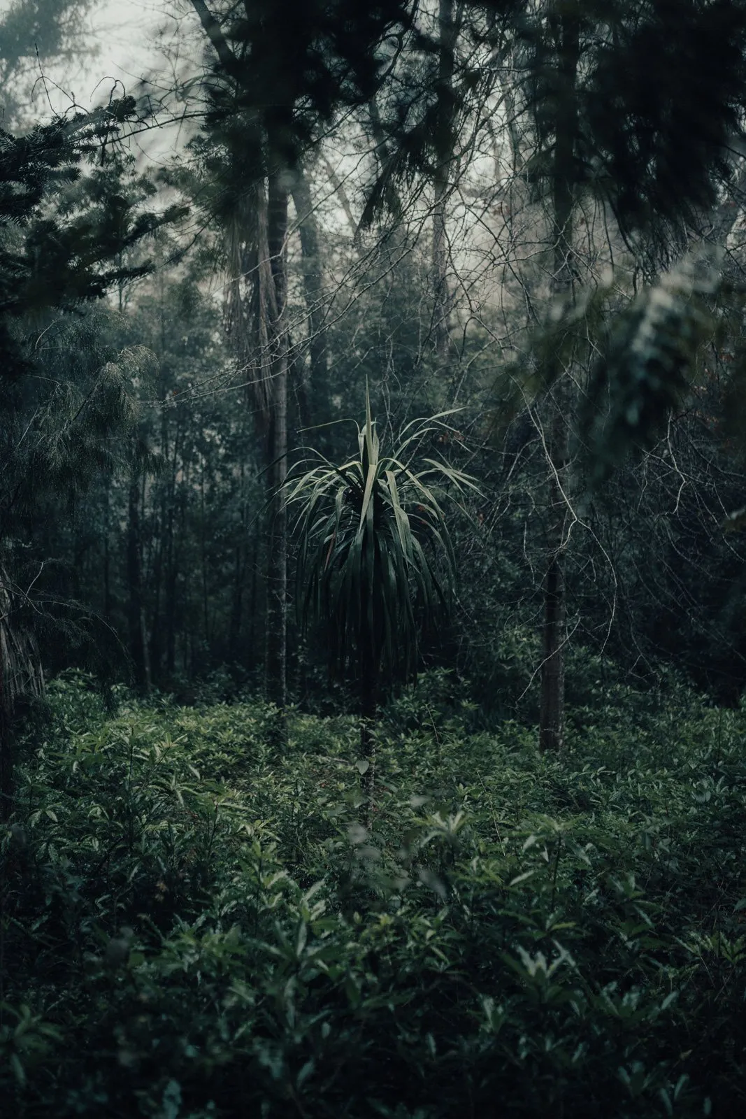 Bosque denso con vegetación verde y árboles altos, en un ambiente sombrío y misterioso.