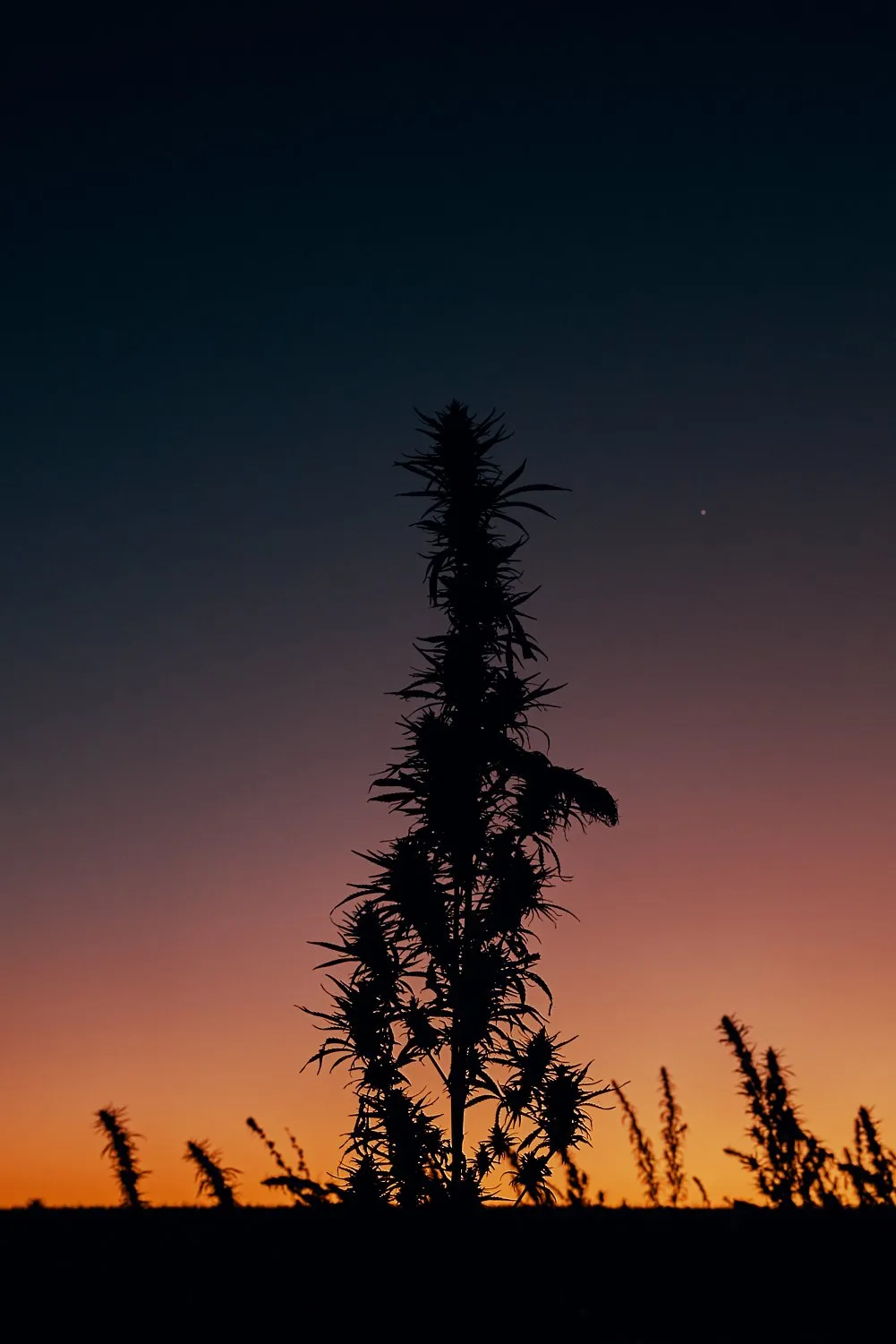 Trabajo realizado para Auxly en su planta de procesamiento de marihuana
