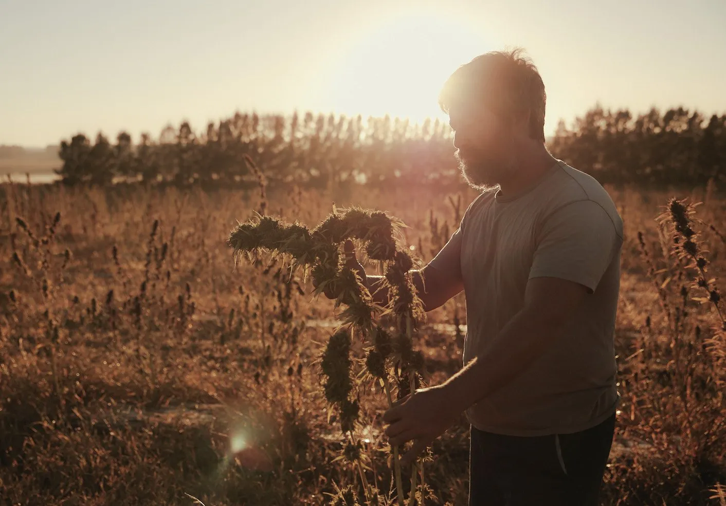 Trabajo realizado para Auxly en su planta de procesamiento de marihuana