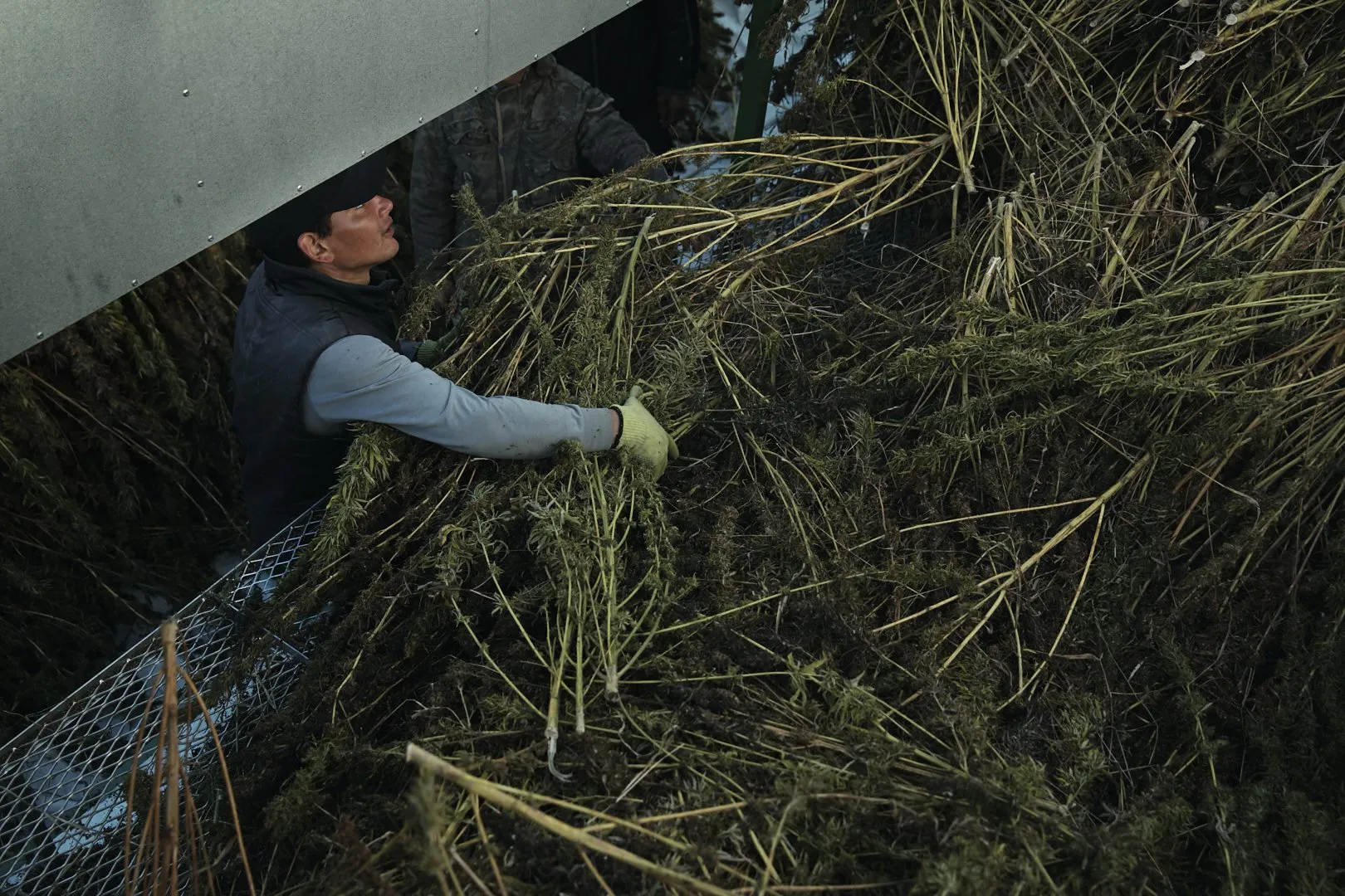 Trabajo realizado para Auxly en su planta de procesamiento de marihuana