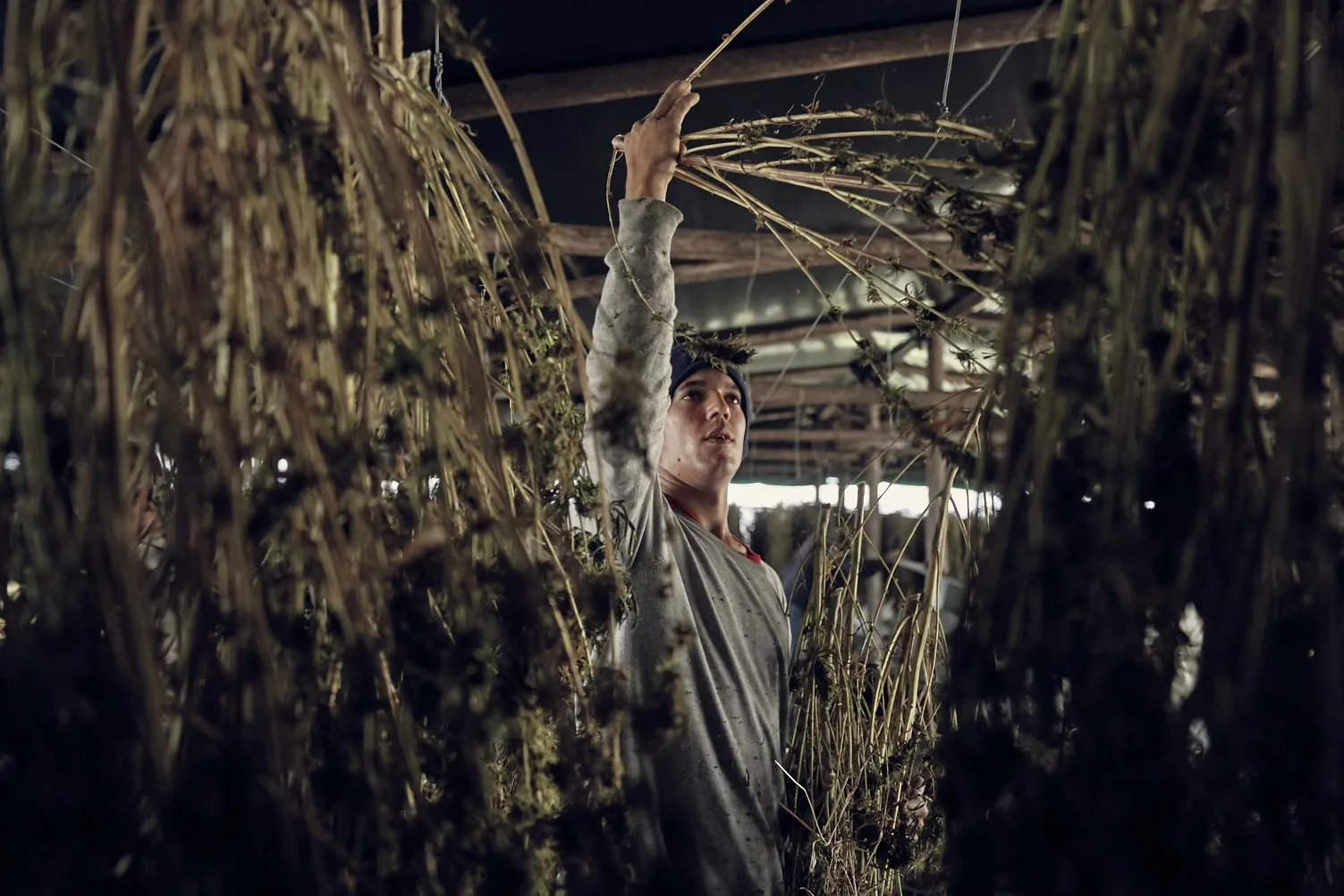 Trabajo realizado para Auxly en su planta de procesamiento de marihuana
