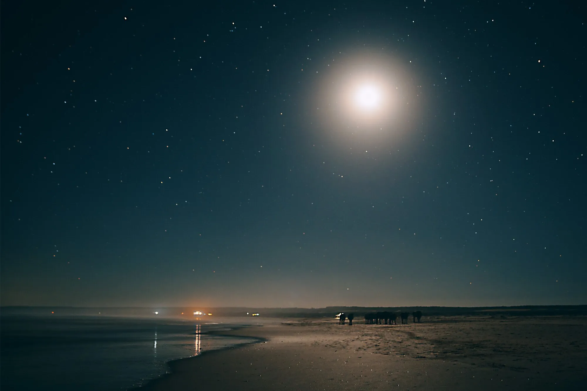 Luna llena sobre la playa de Cabo Polonio, con unas vacas caminando por la arena mojada