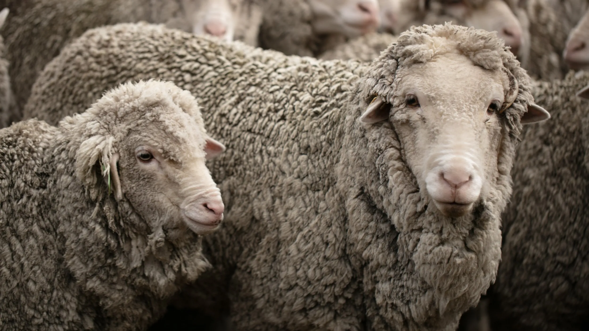 Calmo, el proceso de producción de una marca de lana uruguaya