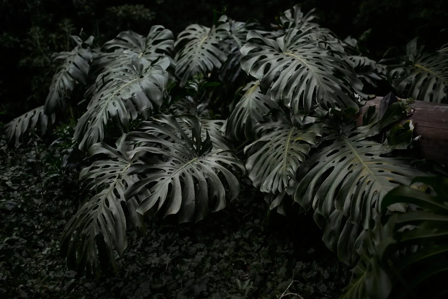 Baño de Bosque, Arboretum Lussich, Maldonado, Uruguay