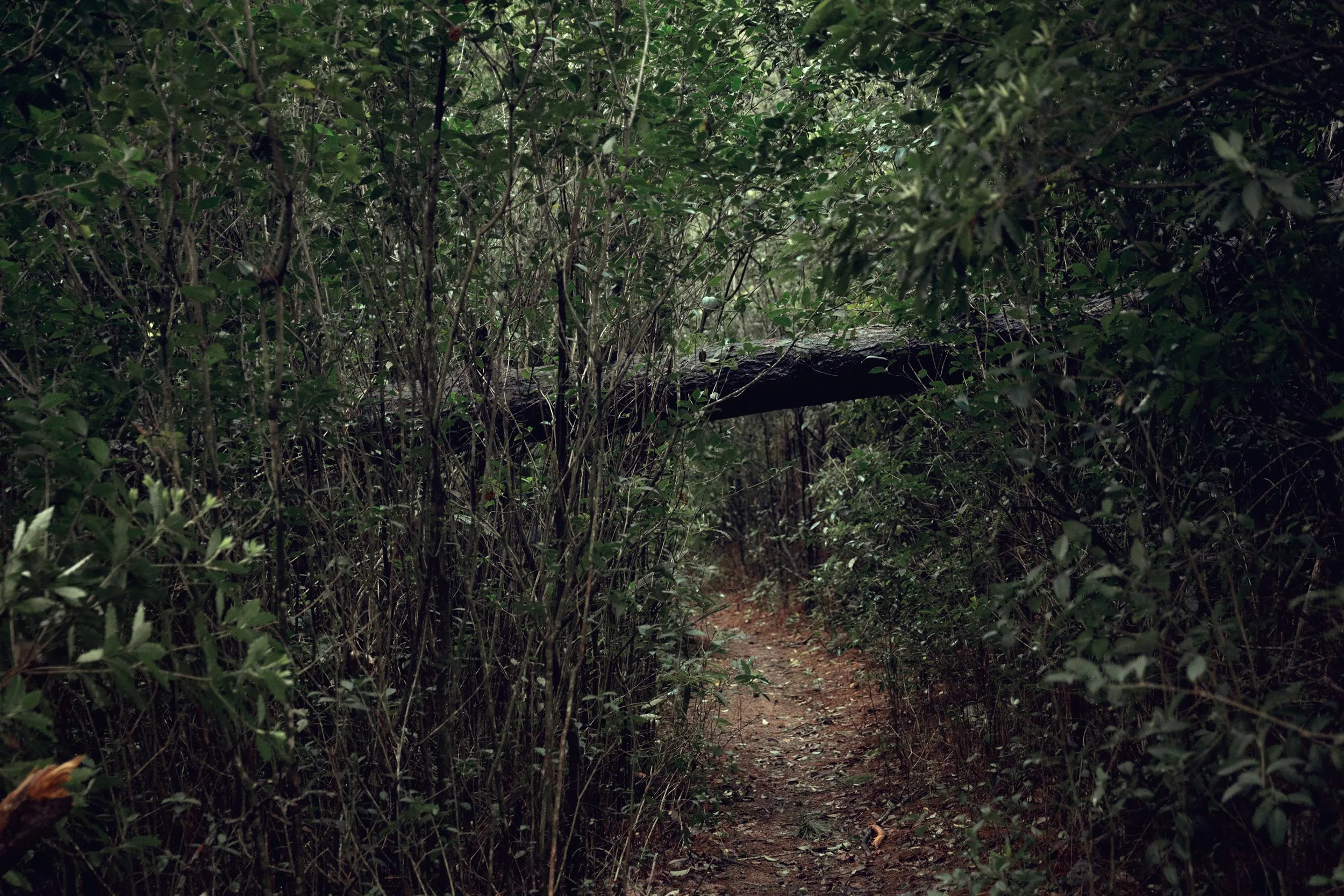 Baño de Bosque, Arboretum Lussich, Maldonado, Uruguay