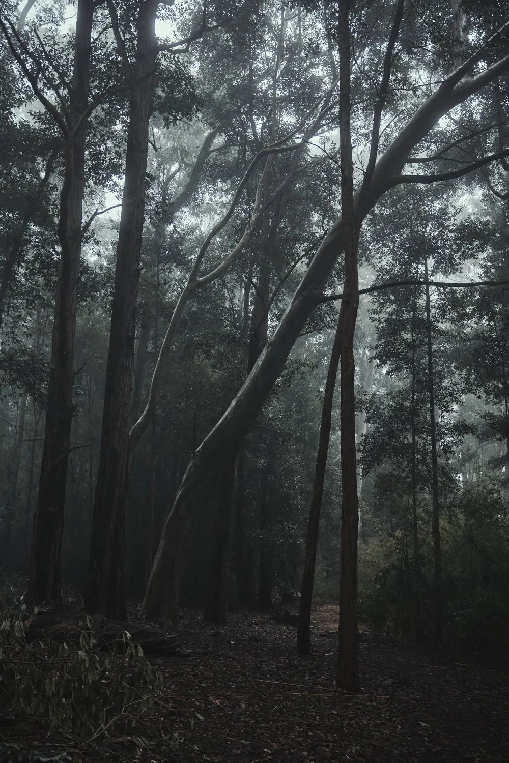 Baño de Bosque, Arboretum Lussich, Maldonado, Uruguay