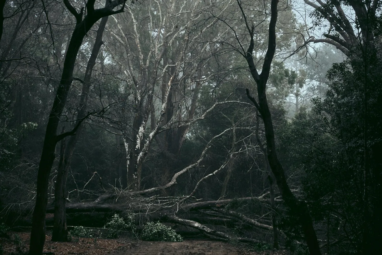 Baño de Bosque, Arboretum Lussich, Maldonado, Uruguay