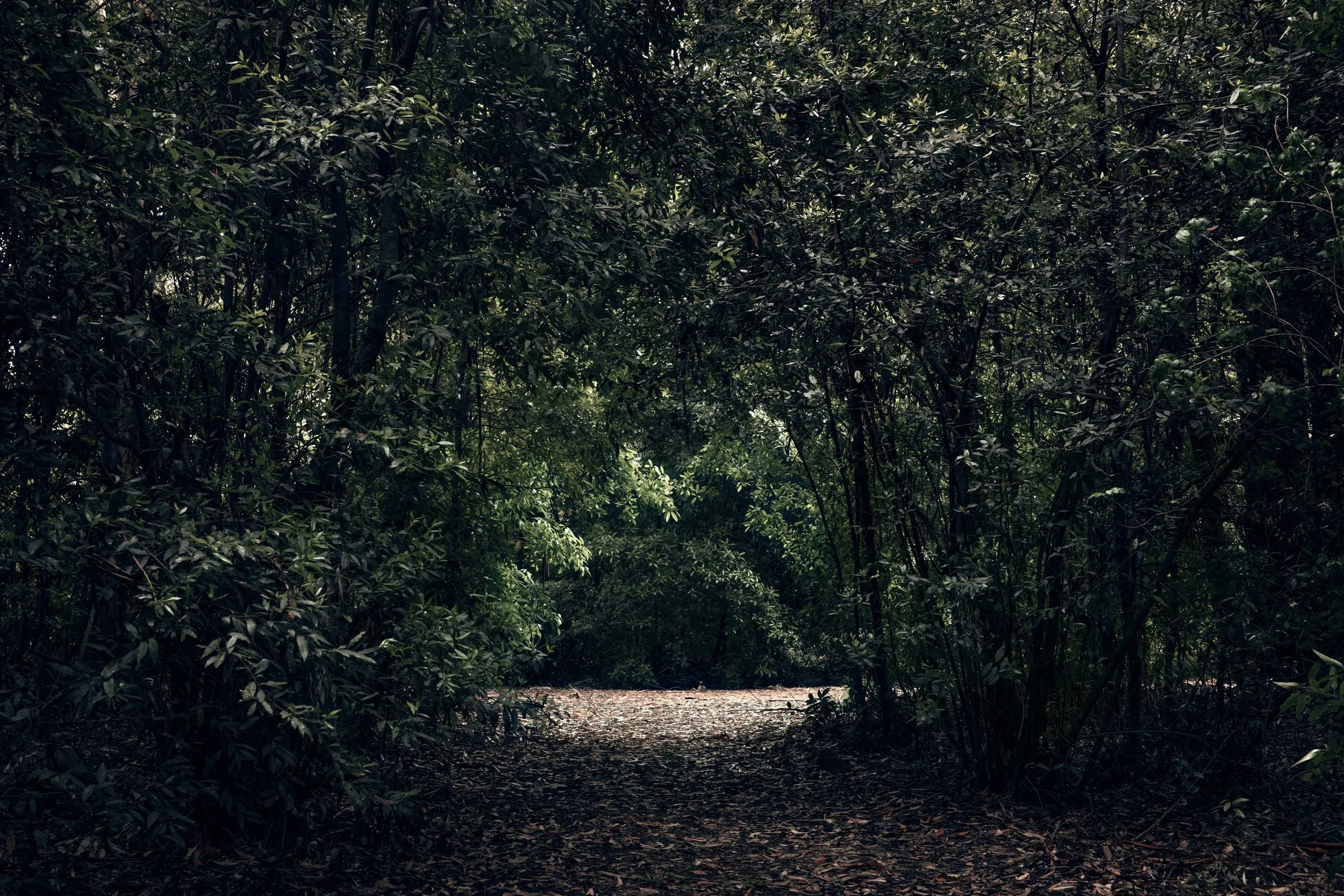 Baño de Bosque - 2018