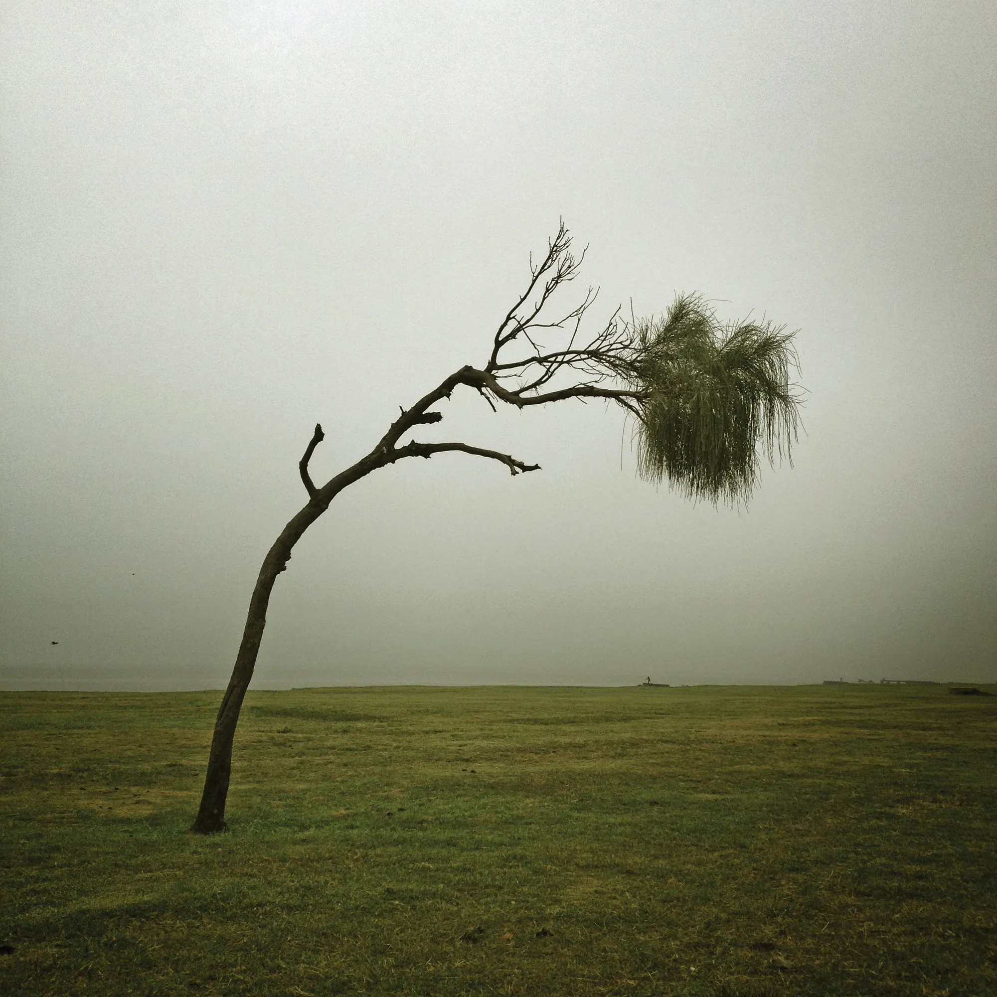Un árbol curvado por el viento, entre la niebla, en la Rambla de Punta Carretas