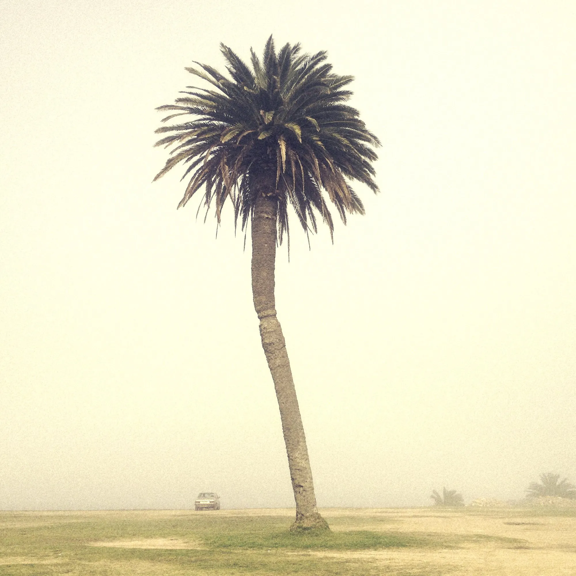 Una palmera contra un cielo claro, vista desde abajo, en la Rambla de Punta Carretas