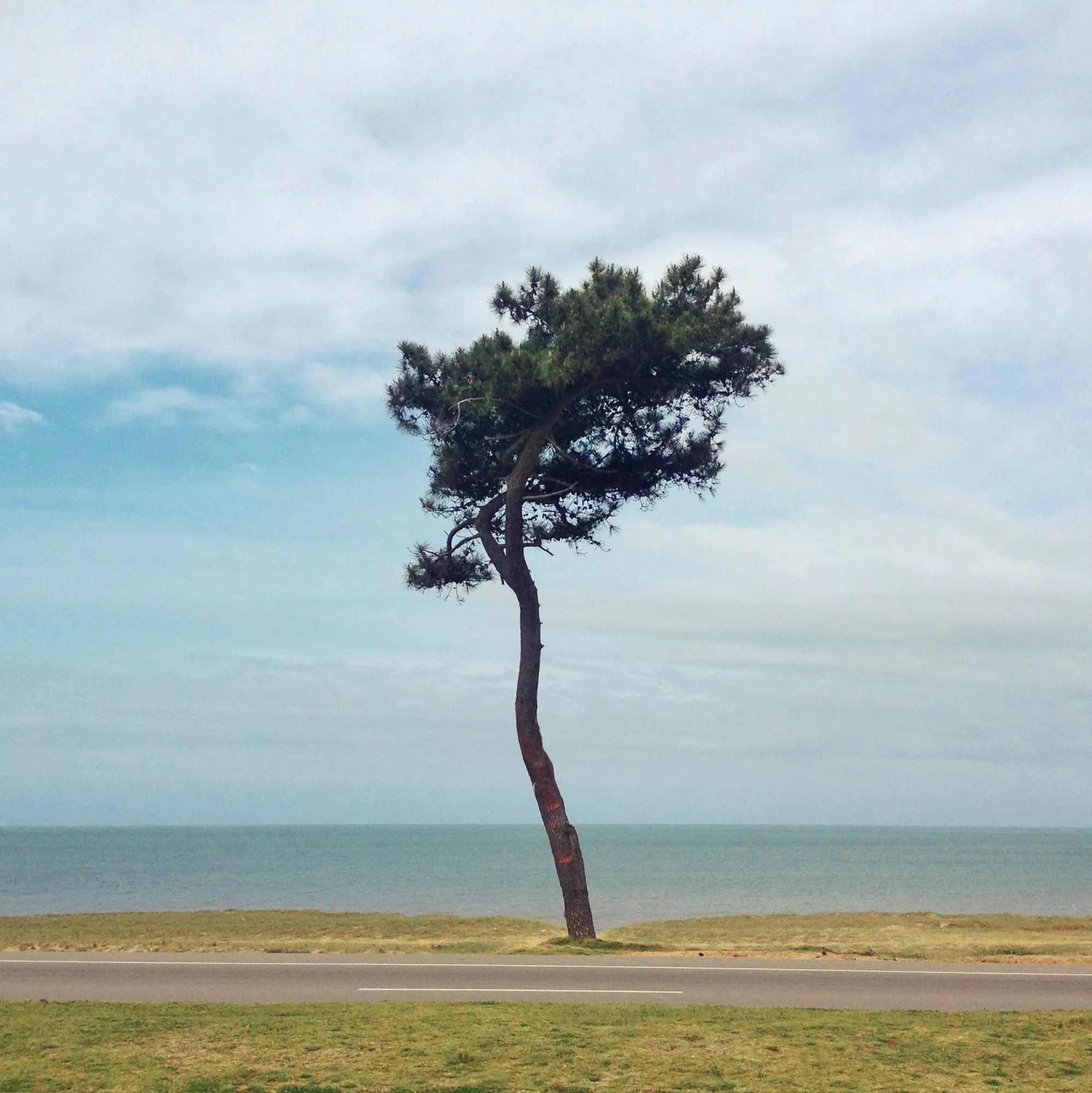 Un pino inclinado con el mar detrás, en la Rambla de Punta del Este
