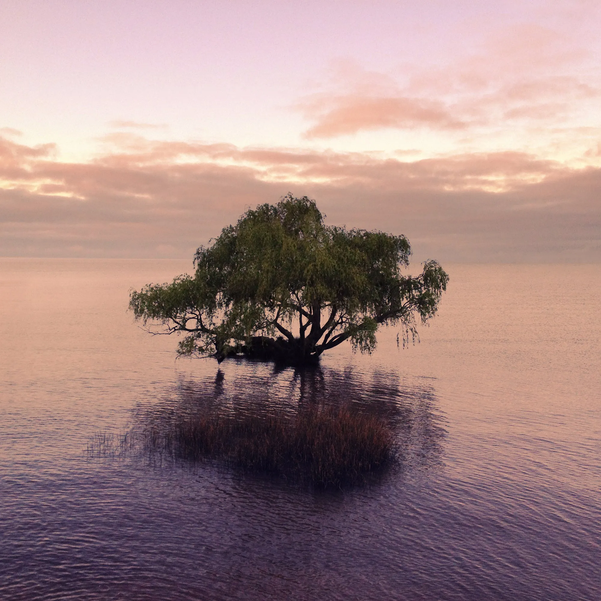Un árbol solo en el agua, reflejado bajo el cielo rosado del atardecer, en Colonia del Sacramento