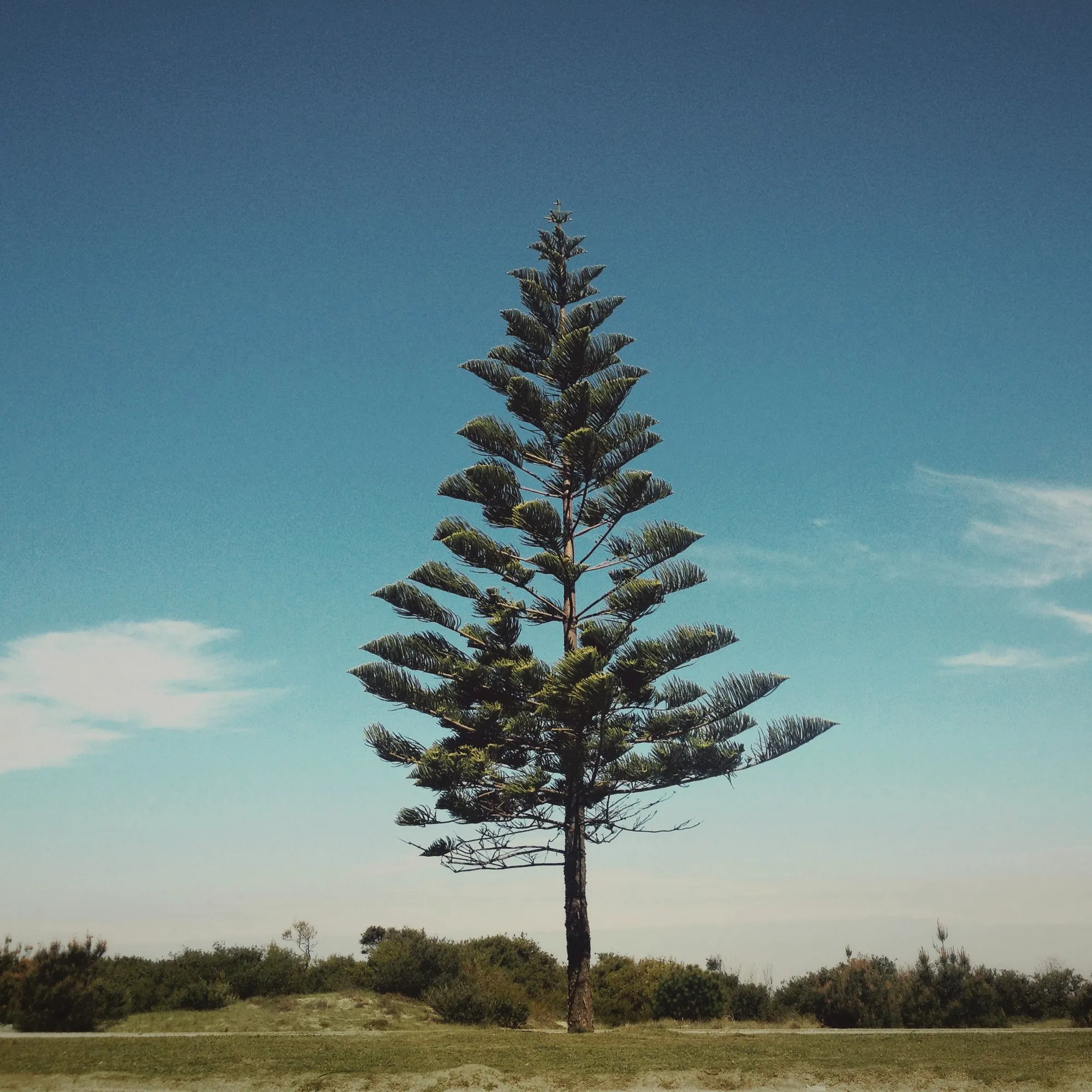 Una araucaria recortada contra el cielo azul, en Montevideo