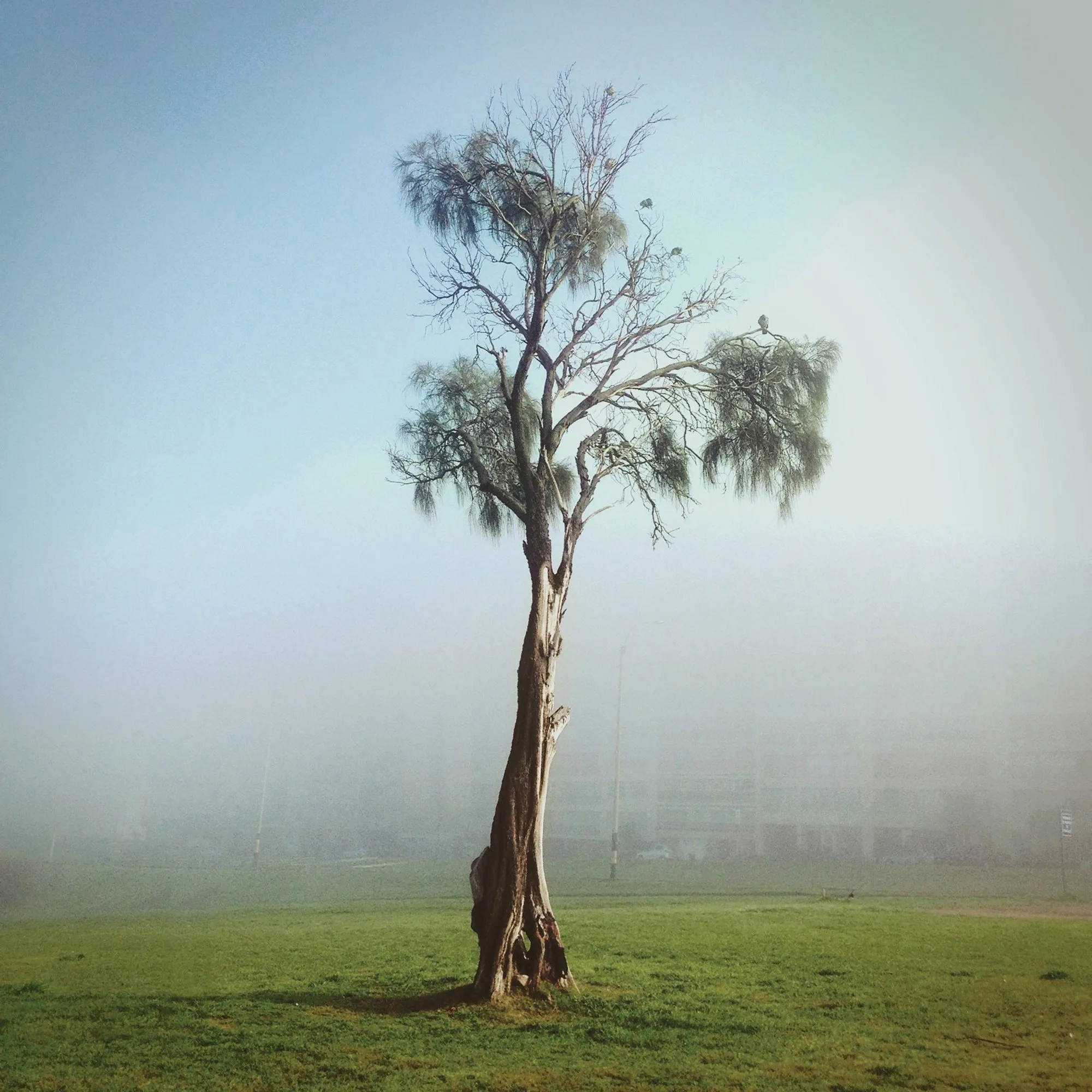Un árbol delgado entre la bruma, apenas visible, en la Rambla de Pocitos, Montevideo