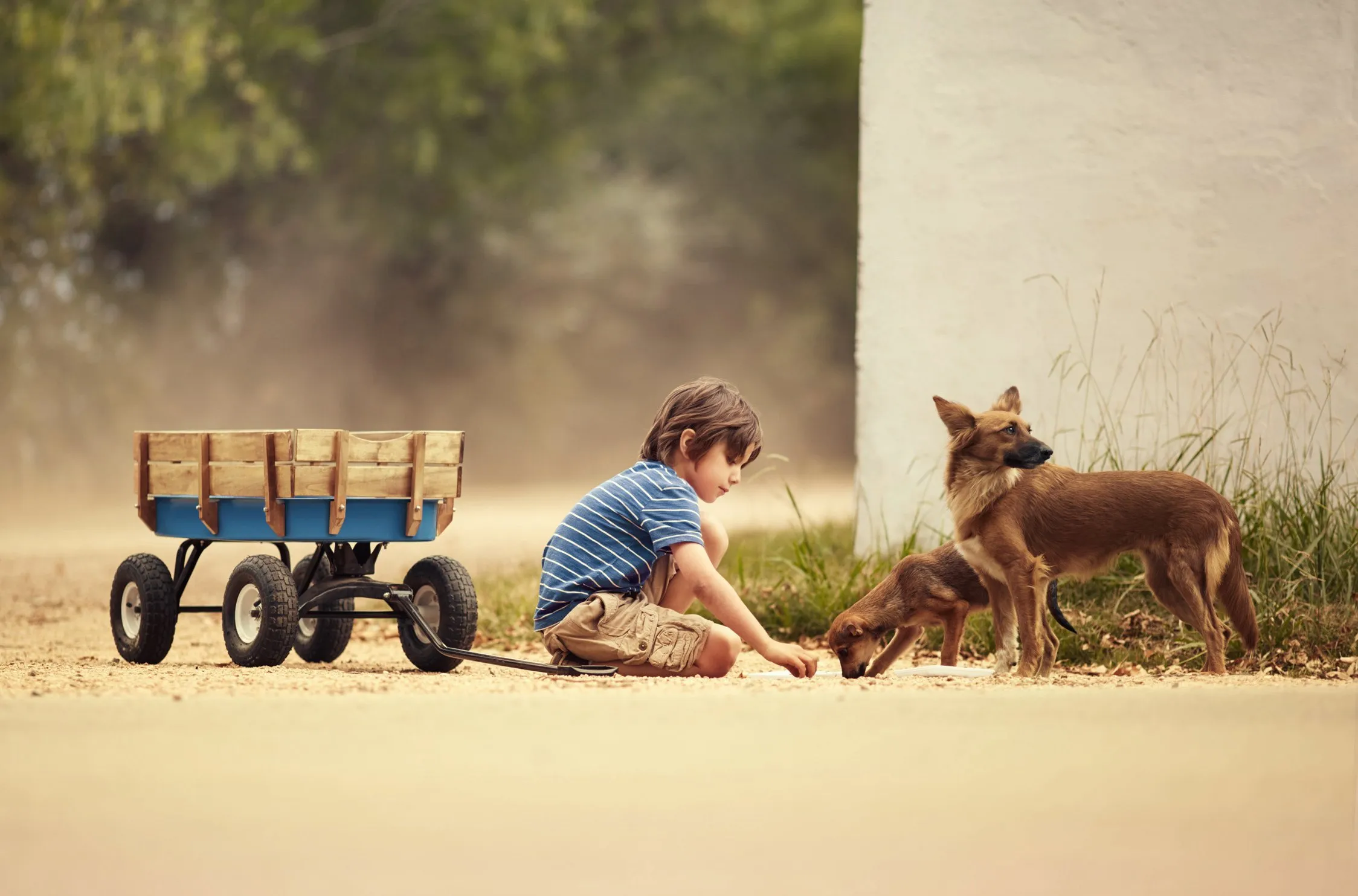 Un niño pequeño sentado en el suelo jugando con dos perros pequeños, uno de los cuales parece ser un pastor alemán joven, en un entorno al aire libre con fondo de árboles y muro blanco.