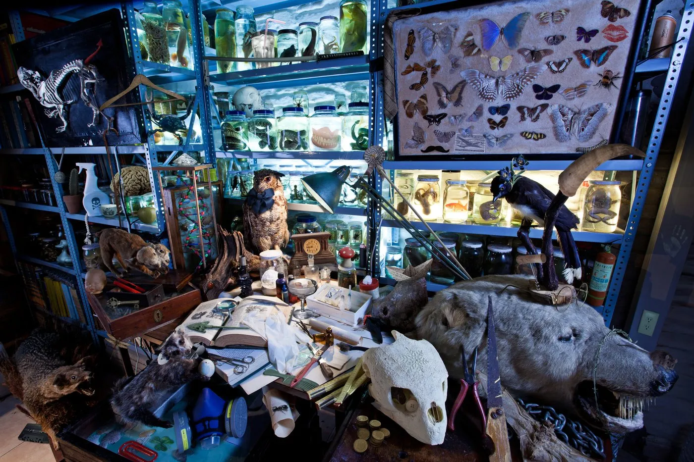 Una estantería llena de frascos con muestras de animales y objetos relacionados con la taxidermia, incluyendo animales disecados, huesos, plumas y una variedad de objetos científicos y de colección.